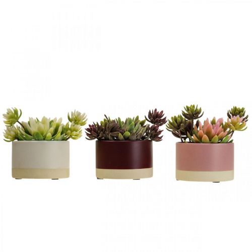 Floristik24 Piante artificiali in vaso piante grasse artificiali H13cm 3pz