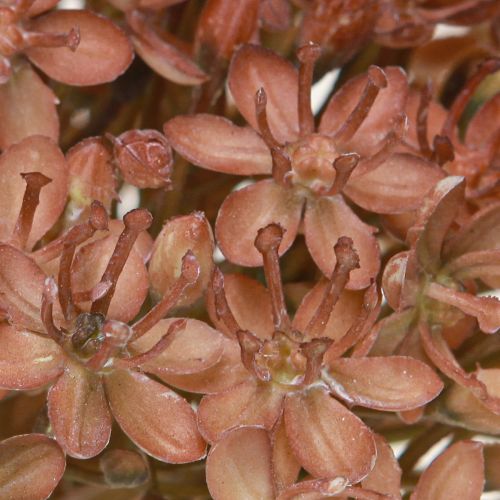 Prodotto Ramo artificiale di fiori autunnali decorativi, ramo marrone rosso 45 cm, 2 pezzi
