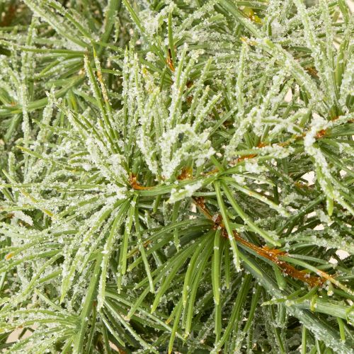 Prodotto Ghirlanda decorativa in larice per un design d&#39;atmosfera, 250 cm