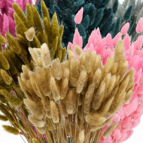 Prodotto Lagurus Erba di Coda di Lepre Essiccata Colorata 65-70cm 100g