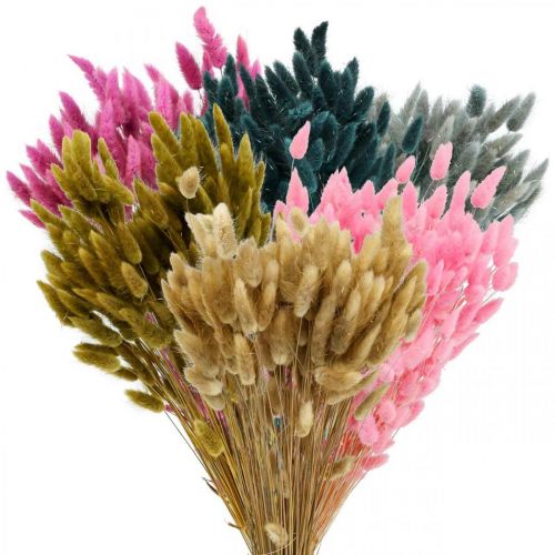 Floristik24 Lagurus Coda di Coniglio Essiccata Erba Colorata 65-70cm 100g