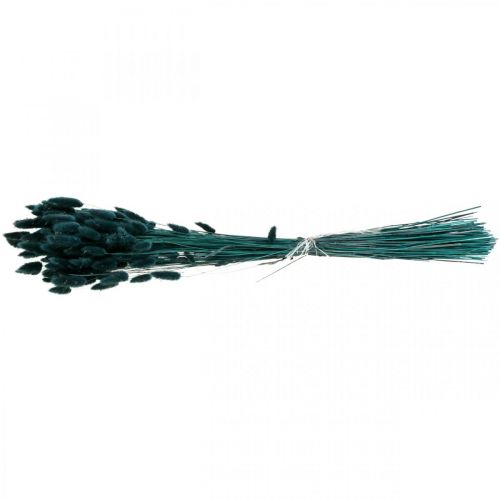 Floristik24 Lagurus Coda di Coniglio Essiccata Erba Verde Scuro 65-70cm 100g
