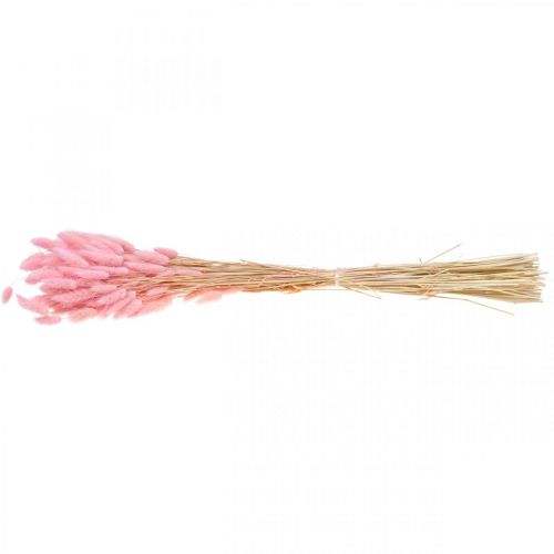 Floristik24 Lagurus erba essiccata coda di coniglio rosa chiaro 65-70 cm 100 g