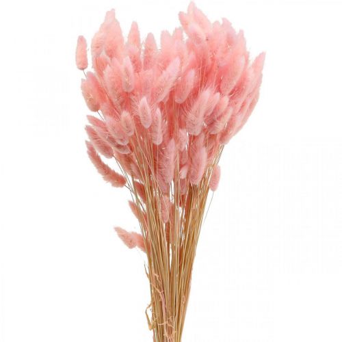Floristik24 Lagurus erba essiccata coda di coniglio rosa chiaro 65-70 cm 100 g