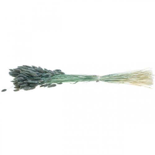 Floristik24 Lagurus Coda di Coniglio Essiccata Erba Blu Verde 65-70cm 100g
