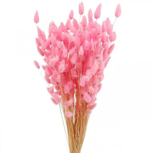 Floristik24 Lagurus Coda di Coniglio Essiccata Erba Rosa 65-70cm 100g