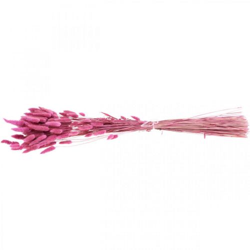 Floristik24 Lagurus Coda di Coniglio Essiccata Erba Viola 65-70cm 100g