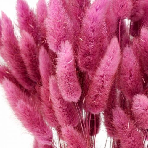 Floristik24 Lagurus Coda di Coniglio Essiccata Erba Viola 65-70cm 100g