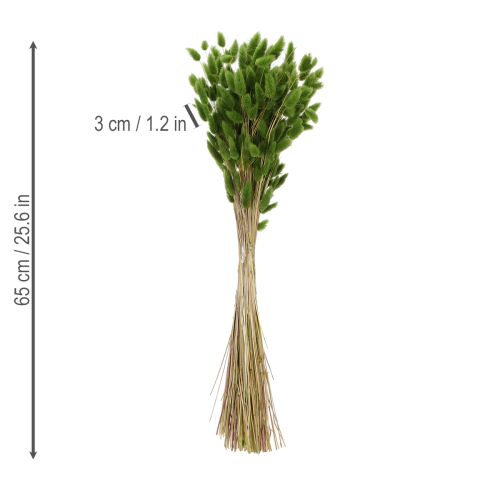 Prodotto Lagurus essiccato (Erba coda di lepre) 65-70 cm 100 g