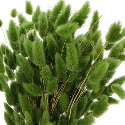Prodotto Lagurus essiccato (Erba coda di lepre) 65-70 cm 100 g
