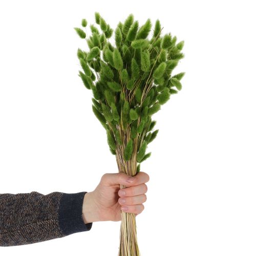 Prodotto Lagurus essiccato (Erba coda di lepre) 65-70 cm 100 g