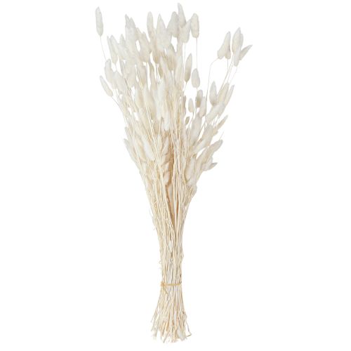 Floristik24 Fiori secchi Lagurus Natural – Erba di coda di coniglio soffice in bianco crema 55-70 cm 100 g