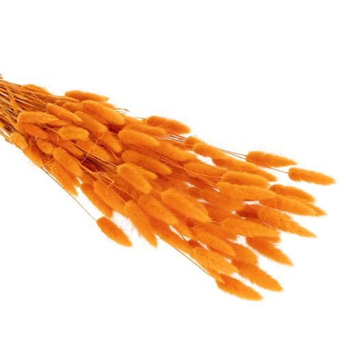 Mazzo di erba vellutata Lagurus, essiccata, 70 cm, 100 g | Floristik24.it