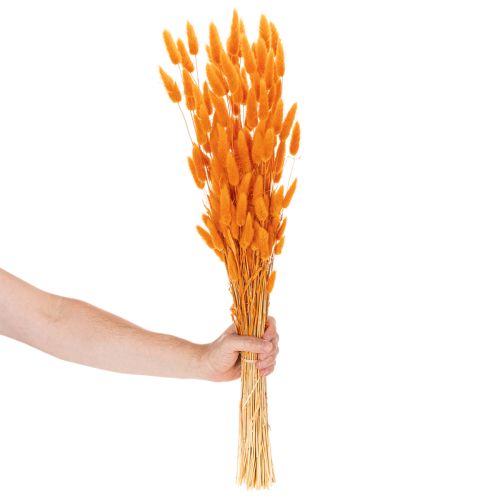 Mazzo di erba vellutata Lagurus, essiccata, 70 cm, 100 g | Floristik24.it
