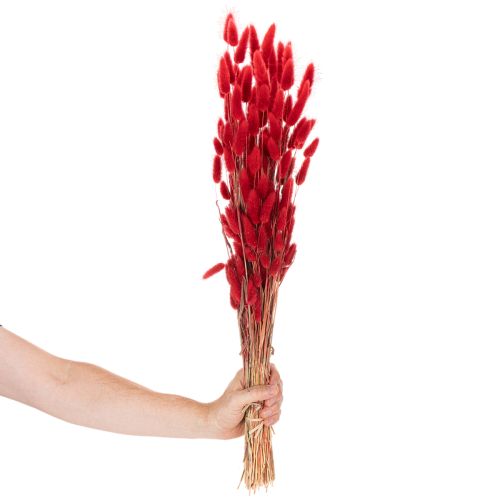 Mazzo di Lagurus essiccati, decorazione con fiori secchi, 70 cm, 100 g | Floristik24.it