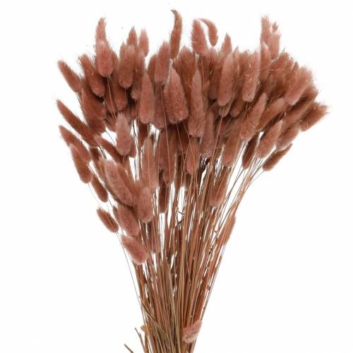 Erba di coda di coniglio secca per fiori Lagurus bruno-rossastro 100 g