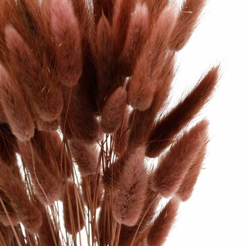 Floristik24 Erba di coda di coniglio secca per fiori Lagurus bruno-rossastro 100 g