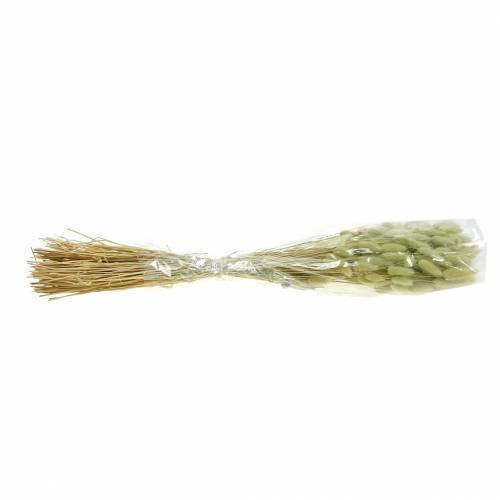 Floristik24 Velvet Grass Lagurus verde chiaro 100 g di erbe secche