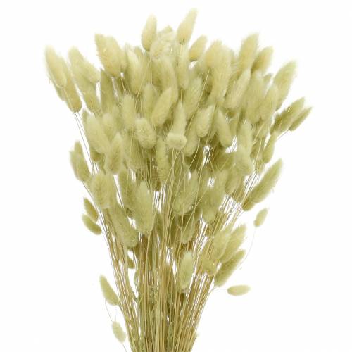Floristik24 Velvet Grass Lagurus verde chiaro 100 g di erbe secche