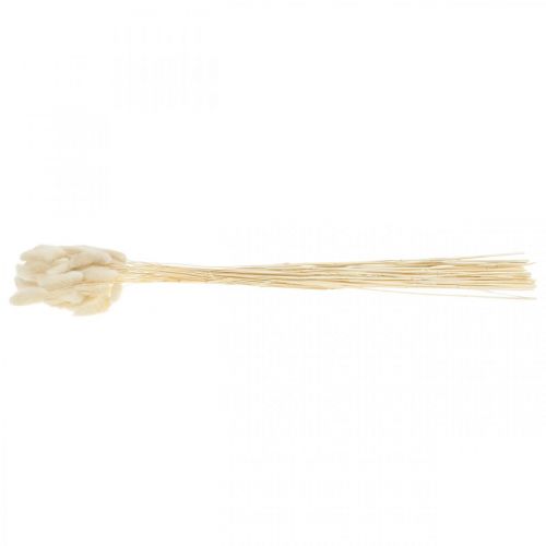 Floristik24 Lagurus erba essiccata coda di lepre sbiancata 40-50 cm 50 pz