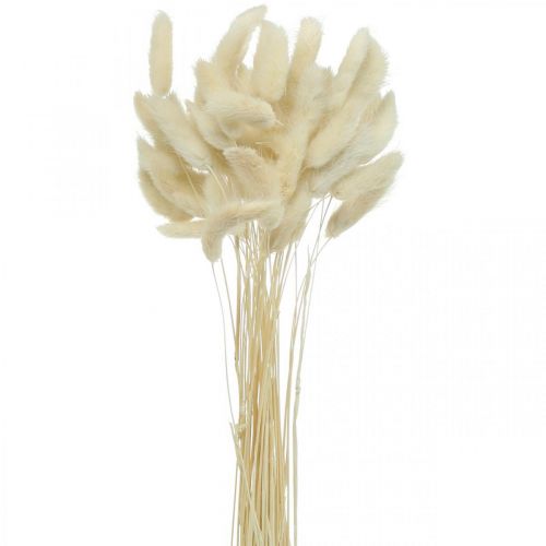 Floristik24 Lagurus erba essiccata coda di lepre sbiancata 40-50 cm 50 pz