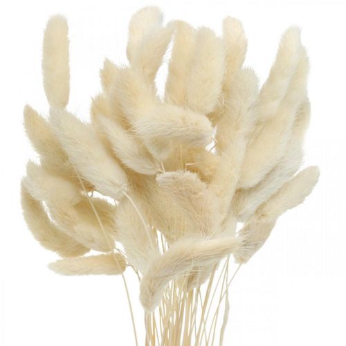 Floristik24 Lagurus erba essiccata coda di lepre sbiancata 40-50 cm 50 pz
