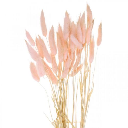 Floristik24 Rosa erba decorativa, Lagurus, decorazione naturale, floristica secca L45–50cm 30pz