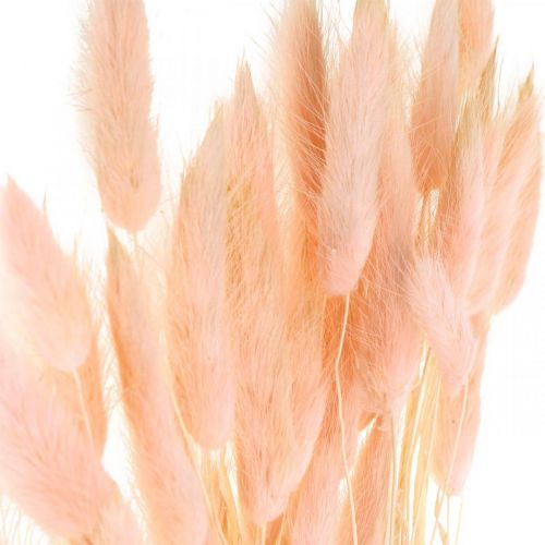 Floristik24 Rosa erba decorativa, Lagurus, decorazione naturale, floristica secca L45–50 cm 30 pezzi