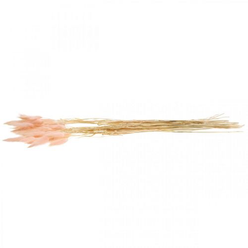 Floristik24 Rosa erba decorativa, Lagurus, decorazione naturale, floristica secca L45–50 cm 30 pezzi
