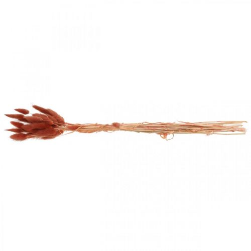 Floristik24 Erba secca rosso ruggine, decorazione naturale, Lagurus, floristica secca L45–50 cm 30 pezzi