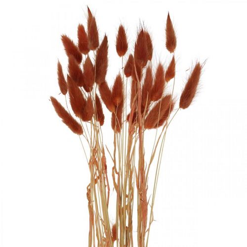 Floristik24 Erba secca rosso ruggine, decorazione naturale, lagurus, fiori secchi L45–50cm 30p
