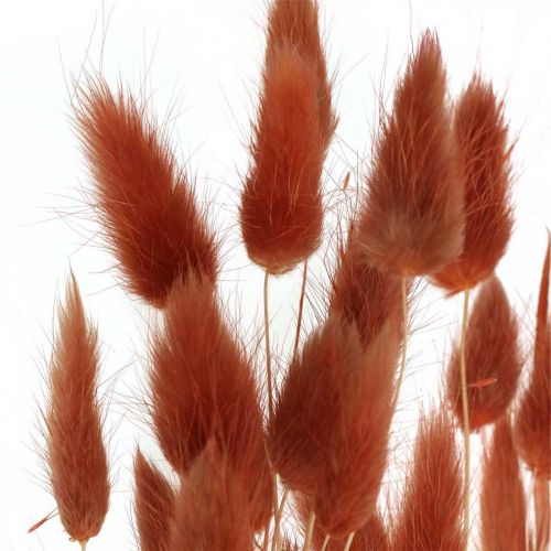Floristik24 Erba secca rosso ruggine, decorazione naturale, Lagurus, floristica secca L45–50 cm 30 pezzi