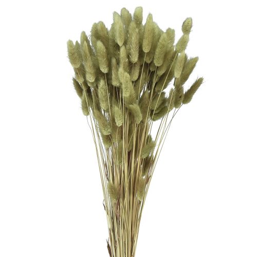 Prodotto Lagurus Erba Secca Coda di Coniglio Oliva 65-70 cm 100 g