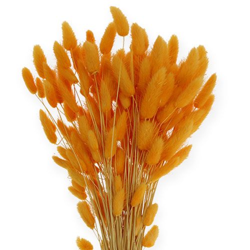 Floristik24 Erba Decorativa Arancio Lagurus 100gr