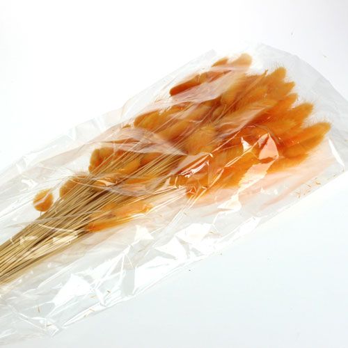 Floristik24 Erba Decorativa Arancio Lagurus 100gr