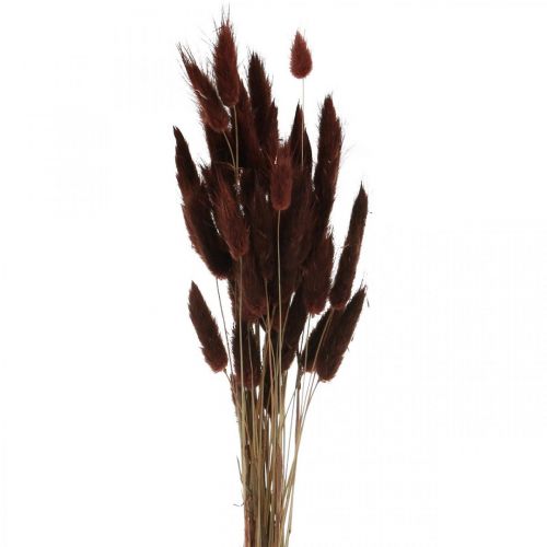 Floristik24 Fioritura secca, erba decorativa, Lagurus Brown L35–50cm 25g