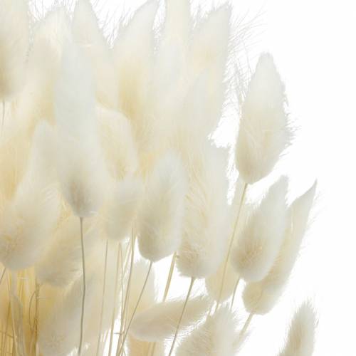 Floristik24 Erba secca per la pulizia della lampada Lagurus Flower 100g sbiancata
