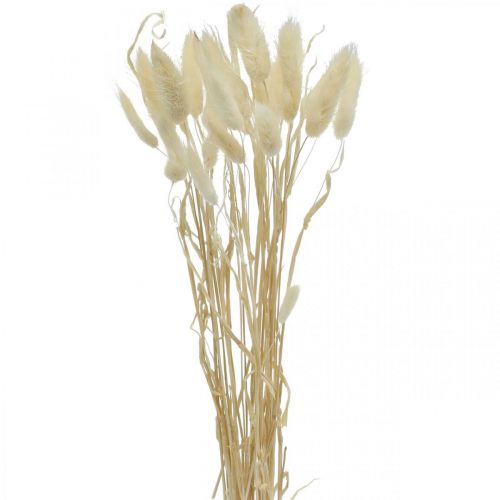 Floristik24 Decorazione essiccata Lagurus, erba di velluto, erba coda di coniglio, decorazione a secco sbiancata L20-60cm 30 pezzi