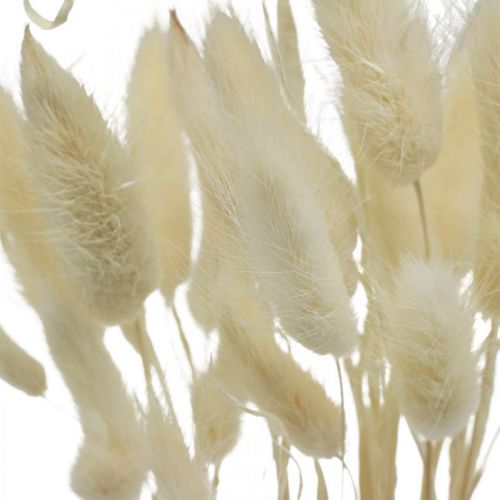 Floristik24 Decorazione essiccata Lagurus, erba di velluto, erba coda di coniglio, decorazione a secco sbiancata L20-60cm 30 pezzi