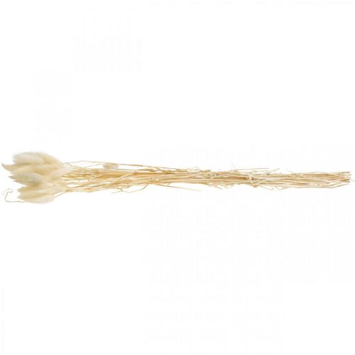 Floristik24 Decorazione essiccata Lagurus, erba di velluto, erba coda di coniglio, decorazione a secco sbiancata L20-60cm 30 pezzi