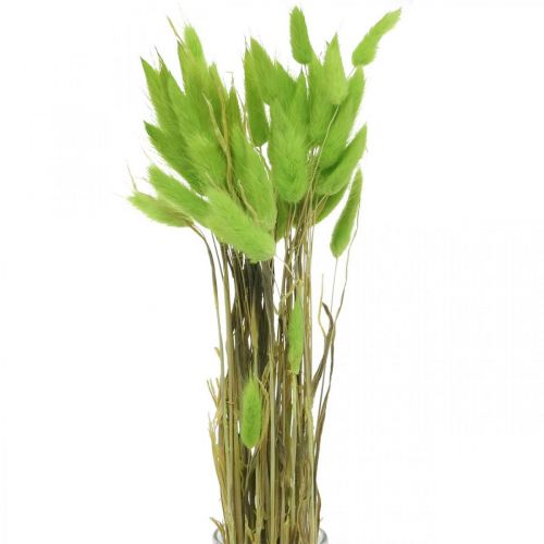 Velluto verde erba, lagurus, decorazione secca, erba dolce essiccata L18-50cm 25g