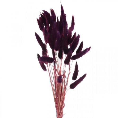 Prodotto Velvet Grass Violet, Rabbit Tail Grass, Lagurus L18-50cm 25g