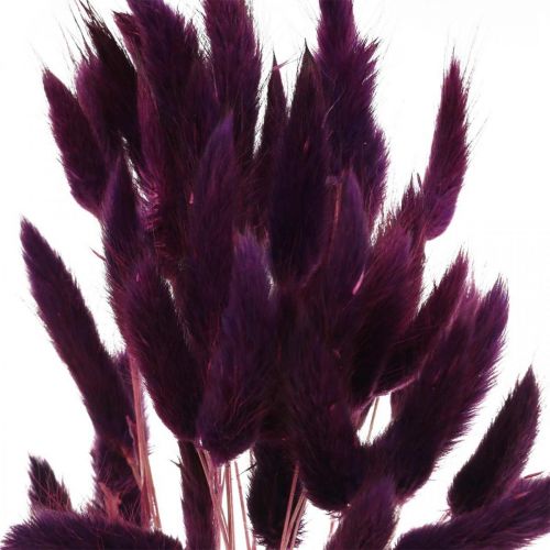 Prodotto Velvet Grass Violet, Rabbit Tail Grass, Lagurus L18-50cm 25g