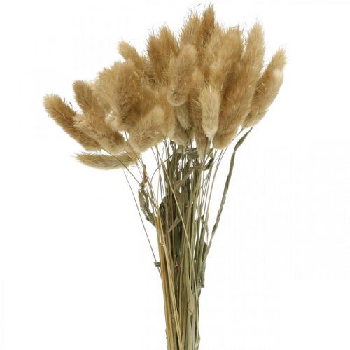Lagurus ovatus, Pennisetum Grass, Velvet Grass Marrone chiaro naturale L40–50cm 30g