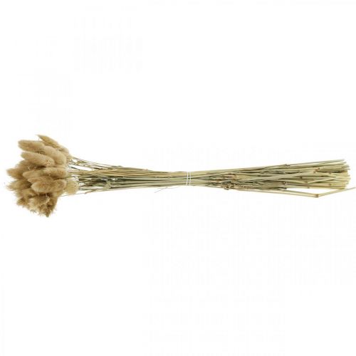 Prodotto Lagurus ovatus, Pennisetum Grass, Velvet Grass Marrone chiaro naturale L40–50cm 30g