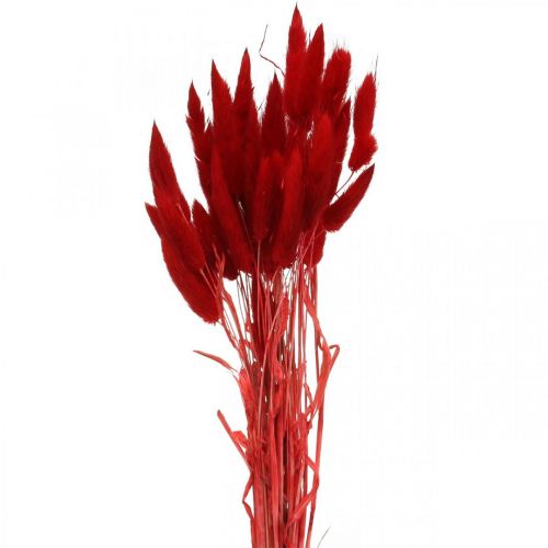 Floristik24 Erba decorativa rossa, lagurus, erba vellutata, fiori secchi L30–50cm 20g