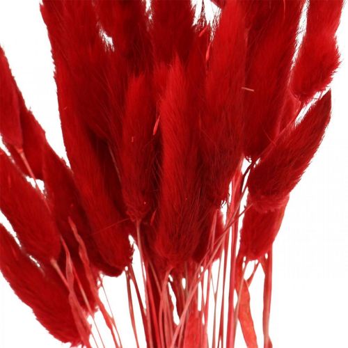 Prodotto Erba decorativa rossa, lagurus, erba vellutata, fiori secchi L30–50cm 20g