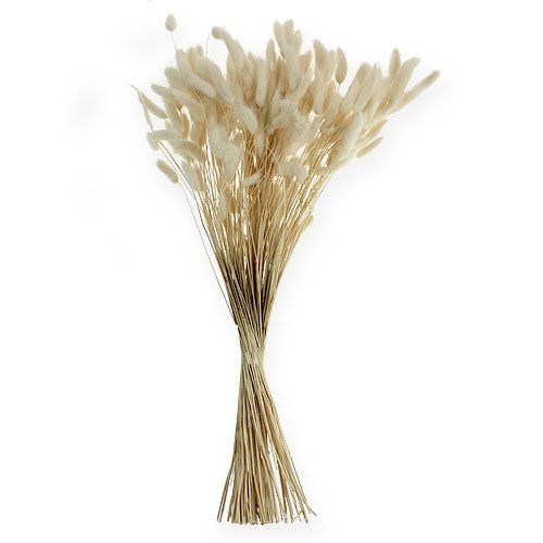 Floristik24 Lagurus bianco Deco Grass 100g