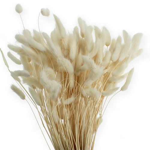 Floristik24 Lagurus bianco Deco Grass 100g
