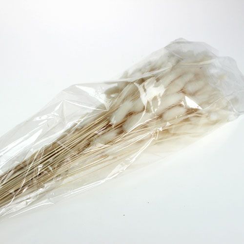 Floristik24 Lagurus bianco Deco Grass 100g
